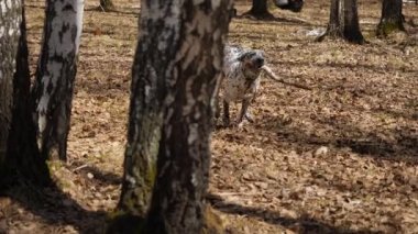 Ahşap bir parça ile bir sahada çalışan Dalmation köpek. Bir sopayla, ağır çekim Dalmaçya köpeği