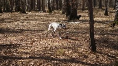 Ahşap bir parça ile bir sahada çalışan Dalmation köpek. Bir sopayla, ağır çekim Dalmaçya köpeği