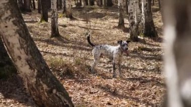 Gün batımında Dalmaçya köpeği. Dalmaçyalı parkta sonbaharda yürür.