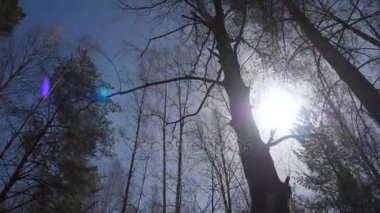 Güneş ışığı ormanda sabah huş ağacı. Huş grove Güz