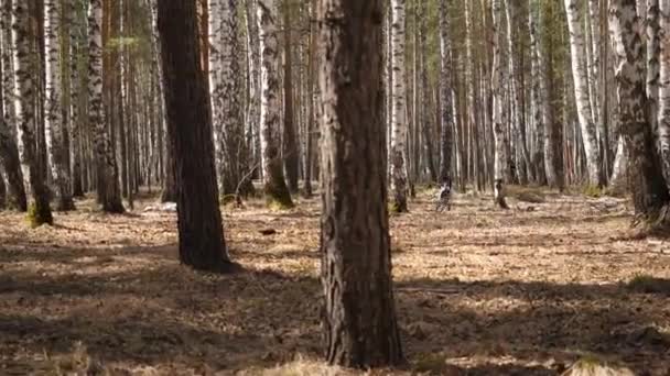 Dalmát kutya fut egy darab fa a területen. Dalmát kutya egy bottal — Stock videók