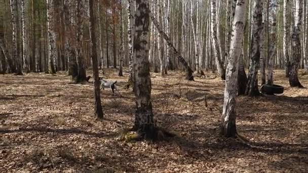Dalmatyńskiej psów o zachodzie słońca. Pies dalmatyńczyk, uruchomiona w parku, jesienna pogoda, zwolnionym tempie — Wideo stockowe