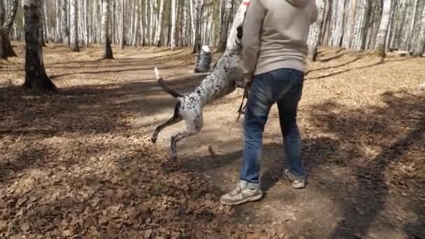 Grając z mężczyzną jesienią park pies dalmatyńczyk. Urocza dalmatyńczyka na zewnątrz jesienią — Wideo stockowe