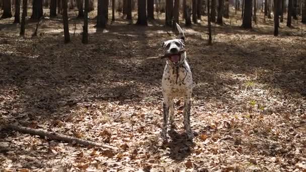 Eğleniyor Dalmaçya köpek tasma takmış bir sopa ile ormandaki oynarken. Bir sopayla, hareket yavaş oynamaya Dalmaçyalı — Stok video