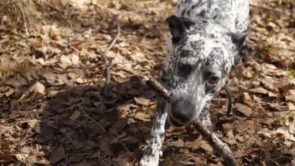 Далматин собака весело граючи з палицею в лісі, носити комір. Далматинець гра з паличкою, повільний рух — стокове відео