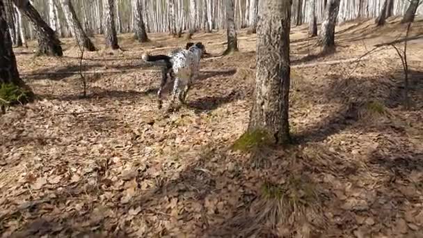 Cão de Dalmation correndo com um pedaço de madeira em um campo. Cão dálmata com uma vara, câmera lenta — Vídeo de Stock