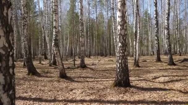 Dalmatyńskiej psów o zachodzie słońca. Dalmacji spacerów w parku, jesień — Wideo stockowe