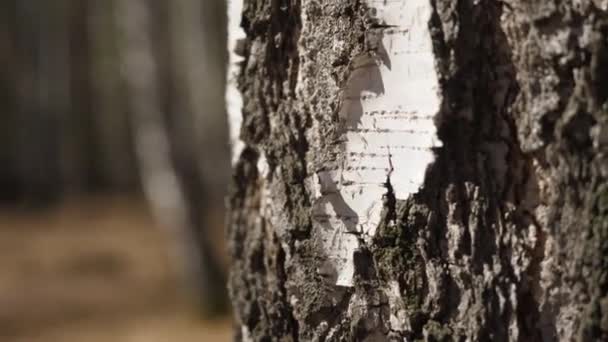 Birkenwald im Sonnenlicht am Morgen. Birkenhain im Herbst — Stockvideo