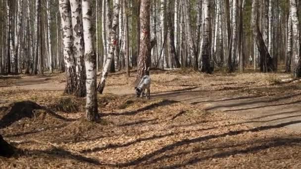 Gün batımında Dalmaçya köpeği. Dalmaçyalı parkta sonbaharda yürür. — Stok video