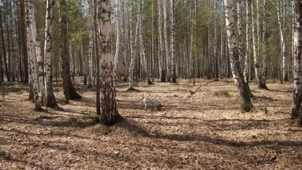 Pies dalmatyńczyk zabawy grając kijem w lesie, noszenie kołnierza. Dalmatyńczyków grając kijem — Wideo stockowe