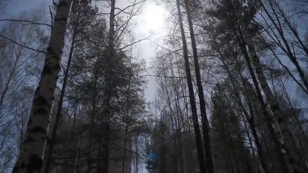 在清晨的阳光下的白桦林。在秋天的白桦林 — 图库视频影像