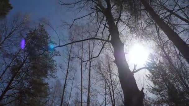 Březový les v slunečním světle v noci. Prosluněný březový háj na podzim — Stock video