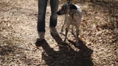 Bir kazak ve pantolon açık havada yürümek a köpek doğurmak Dalmaçyalı ile bir adam. Dalmaçya bir köpek yürüyen adam