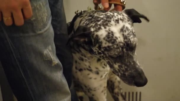 Dalmatian going on a walk. Dalmatians riding in the lift with the owner. The dog loves to ride in the Elevator — Stock Video