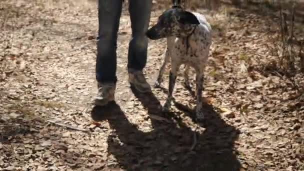 Muž v svetr a kalhoty chůzi venku se psem plemene Dalmatin. Muž s Dalmatin pes — Stock video