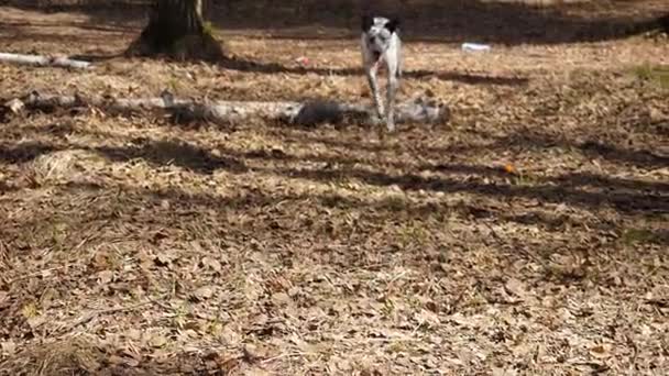 夕日のダルメシアン犬。公園、秋の天候、スローモーションで走っているダルメシアン犬 — ストック動画