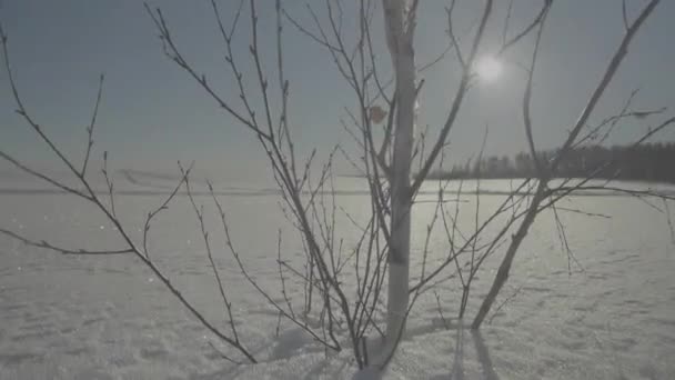 Gefrorener Baum auf dem Winterfeld und blauer Himmel. Winterbaum. Allein gefrorener Baum im verschneiten Feld. — Stockvideo