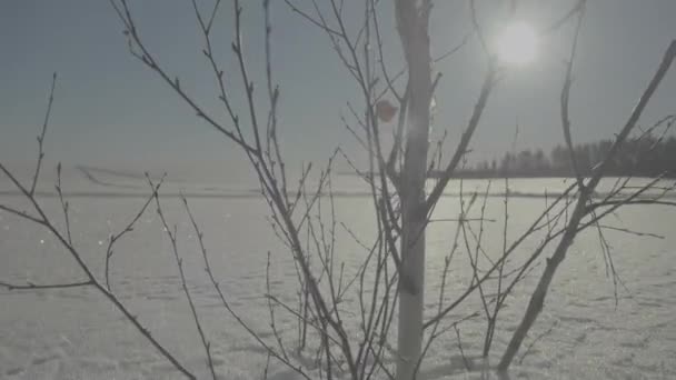 Árbol congelado en campo de invierno y cielo azul. Árbol de invierno. Árbol solo congelado en campo nevado — Vídeos de Stock