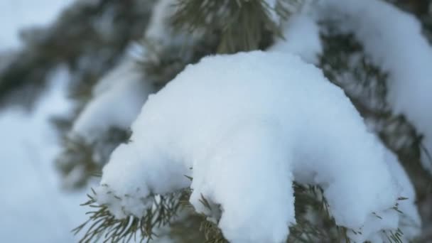 Forêt d'hiver. Forêt d'hiver avec des arbres couverts de neige. Arbres de Noël dans la forêt d'hiver close up — Video