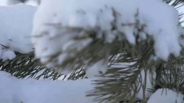 Winter forest. Winter forest with trees covered snow. Christmas trees in winter forest close up — Stock Video