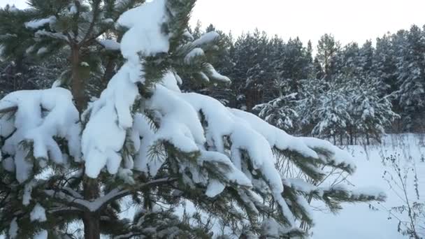 Зимовий ліс. Зимовий ліс з деревами вкрив сніг. Новорічні ялинки в зимовому лісі крупним планом — стокове відео