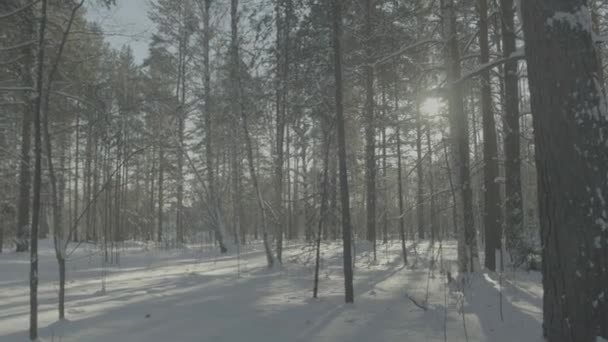 Luminoso y soleado bosque de pinos en la nieve. Hermoso paisaje de invierno en el bosque — Vídeos de Stock