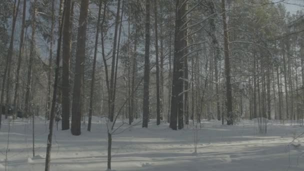 汽车行驶在冬季森林道路。一辆汽车在树丛中的雪覆盖的道路 — 图库视频影像