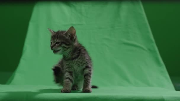 Pequeno gatinho no fundo de chromakey — Vídeo de Stock