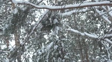 Frost'un üzerinde bir ağacı kışın close-up. Çam ağacı detay Don yakın çekim ile kaplı. Kışın kar