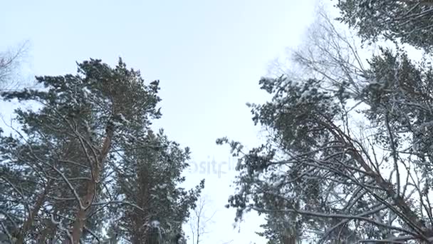 Frostigt vinterlandskap i snöig skog. Vinterväg, skog med tallar. Panorama över vintern skog med träd — Stockvideo