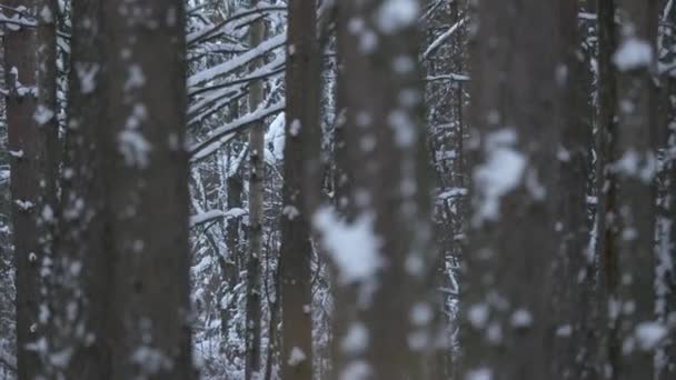 El primer plano de las heladas en el árbol en invierno. Pino cubierto de escarcha de cerca. Nieve de invierno — Vídeos de Stock