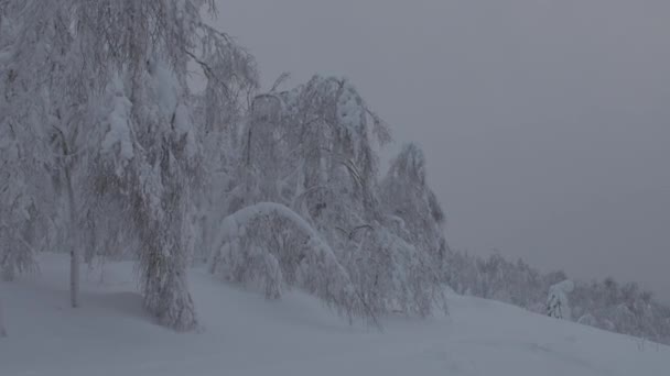 Tempestade de inverno em uma floresta no inverno. Floresta nas montanhas nas nuvens com nevoeiro — Vídeo de Stock