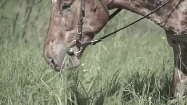 Hästen tuggar gräs på en bakgrund av naturen. Närbild av huvudet av häst som äter gräs — Stockvideo