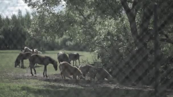 Skot v ohradě. Koně jíst trávu uvnitř ohrady. Koně odřeniny je na pastvinu — Stock video