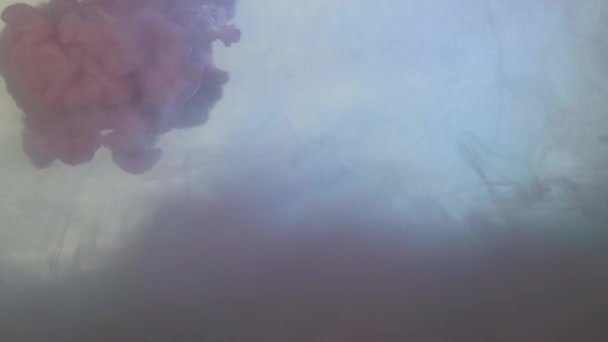 El humo de color rosa oscuro cae sobre fondo blanco. Color rosa-púrpura de salpicadura de humo sobre fondo blanco. Humo púrpura de cerca — Vídeo de stock