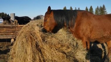 At çim yeme. Bakımlı güzel güçlü at saman çiğneme