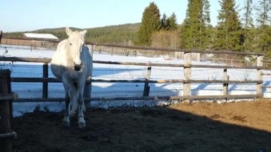 güzel, sessiz, beyaz at padok bekler