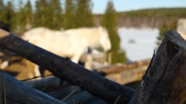 güzel, sessiz, beyaz at padok bekler