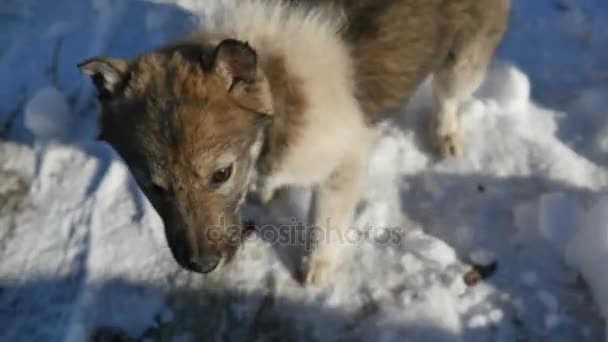 Glad hund tittar in i kameran — Stockvideo