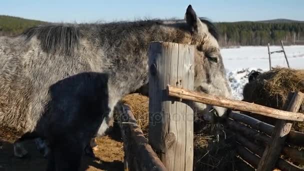 Paard gras eten. Well-groomed mooie sterke paard kauwen hooi — Stockvideo