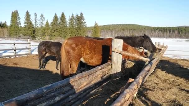 马儿吃草。仪容整洁美丽匹强壮的马嚼着干草 — 图库视频影像