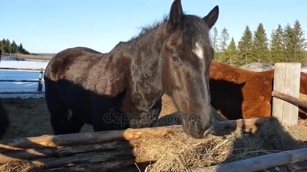 パドックの緑の木々 を背景に立っている黒い馬 — ストック動画