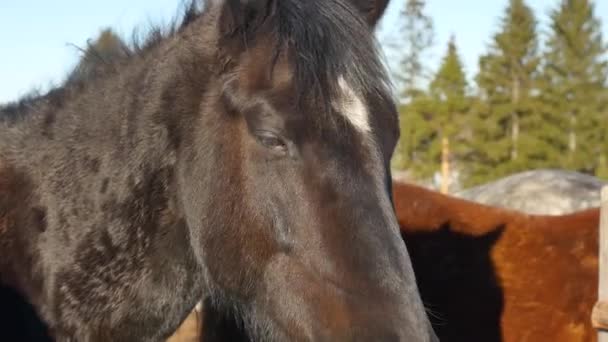 En svart häst står i Hagen mot bakgrund av gröna träd — Stockvideo