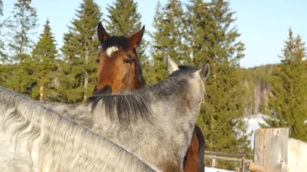 Ein Paar Pferde, das Zuneigung zeigt. weiße und braune Pferdekuscheln — Stockvideo