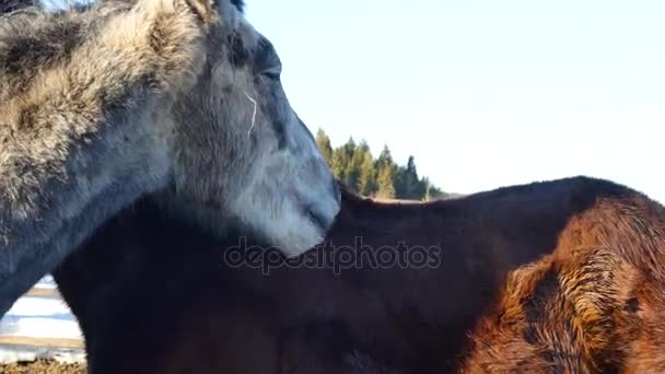 Um par de cavalos a mostrar afecto. Carinho de cavalo branco e castanho — Vídeo de Stock