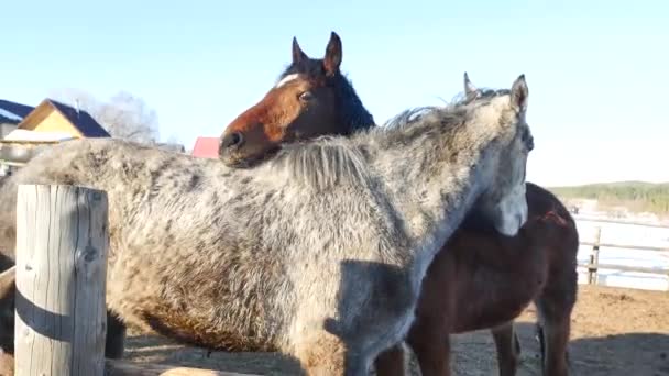 A pair of horses showing affection. White and brown horse cuddling — Stock Video