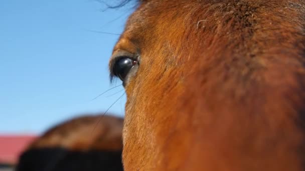 Gros plan d'un œil de cheval — Video