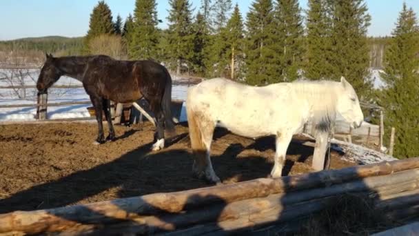 Krásné, klidné, bílé a černé koně čeká v paddocku — Stock video