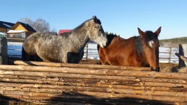 Chevaux noirs blancs et bruns debout sur la neige dans un enclos près de la clôture en bois blanc — Video