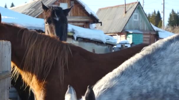Beyaz ahşap çit yakınındaki bir padok içinde kar üzerinde duran siyah beyaz ve kahverengi atlar — Stok video